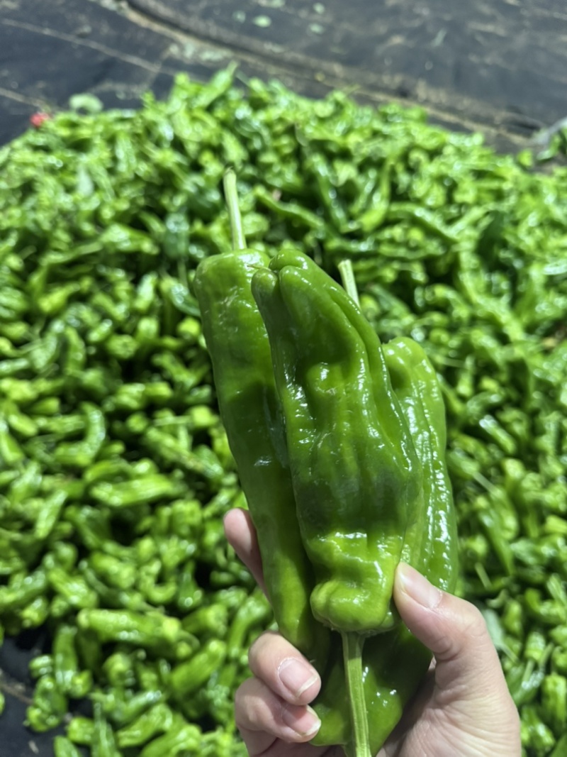 暖棚芜湖椒