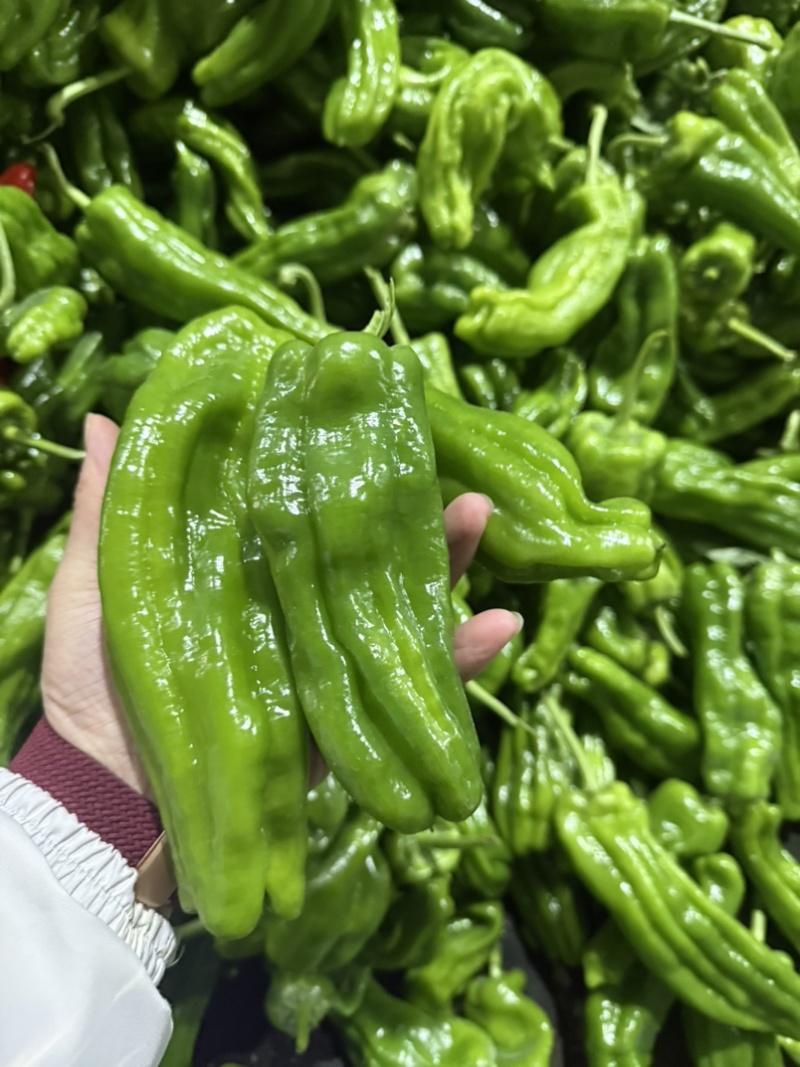 暖棚芜湖椒