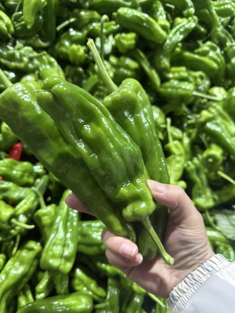暖棚芜湖椒