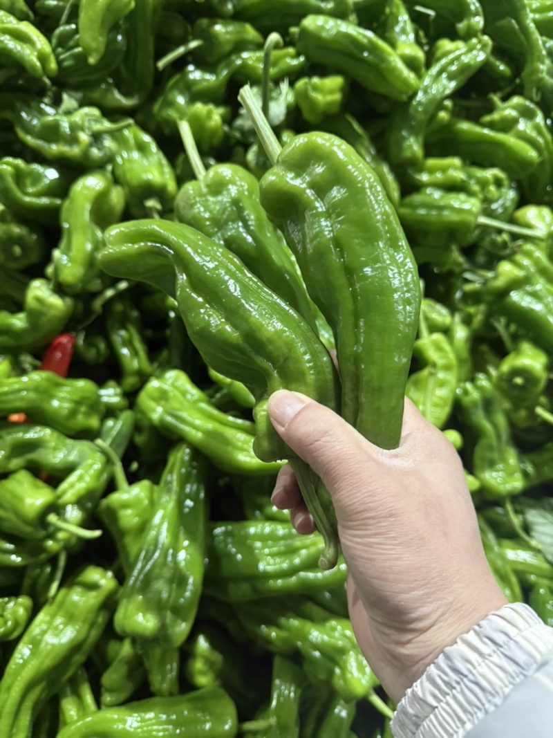 暖棚芜湖椒