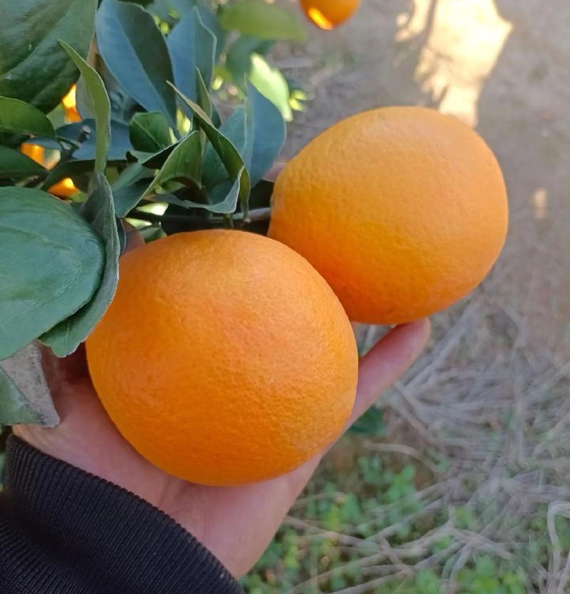 《精选》纽荷尔脐橙/广西橙子/基地现摘现发/可全国发货