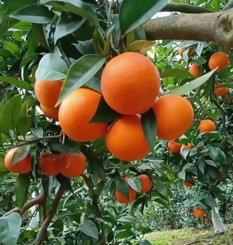 《精选》纽荷尔脐橙/广西橙子/基地现摘现发/可全国发货