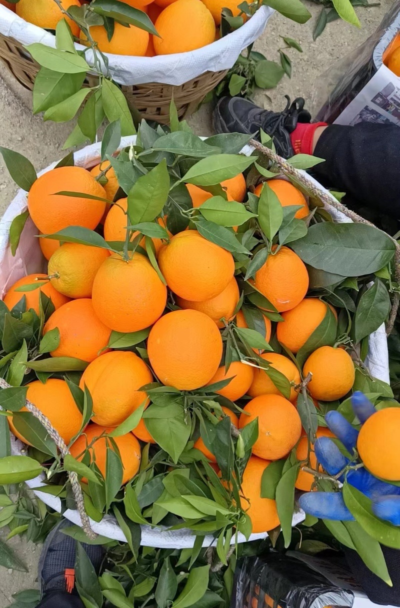 《精选》纽荷尔脐橙/广西橙子/基地现摘现发/可全国发货