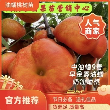 果园直发黄金油蟠桃树苗中油蟠9号早金霞油蟠桃保真品种