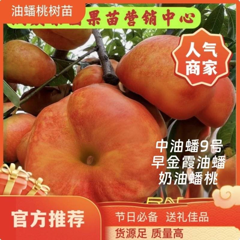果园直发黄金油蟠桃树苗中油蟠9号早金霞油蟠桃保真品种