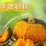 精品贝贝口感瓜/电商直播/社区团购/市场商超/一件