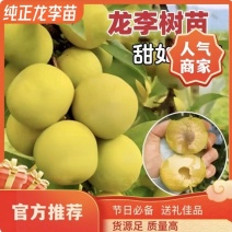 果园直发李子苗龙李优系蜂糖李西梅李味帝保真品种成活率