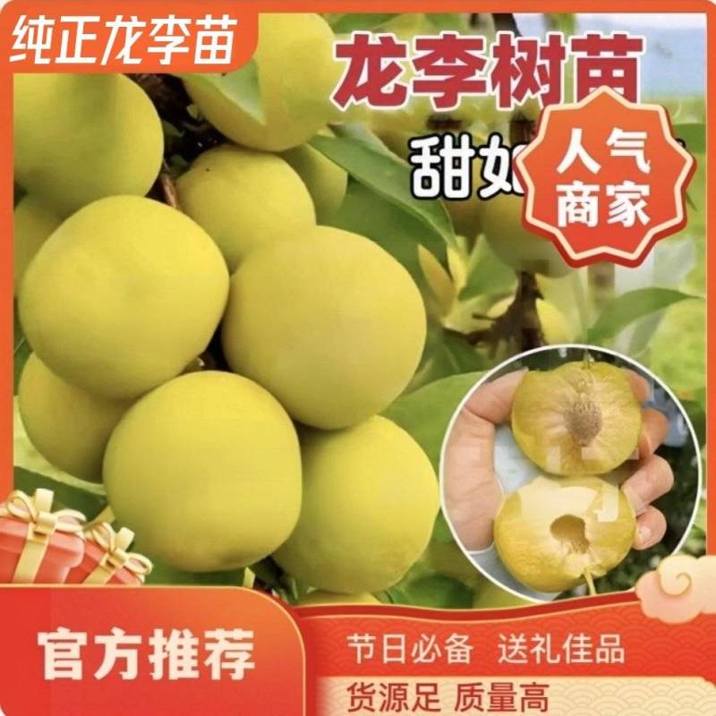 果园直发李子苗龙李优系蜂糖李西梅李味帝保真品种成活率