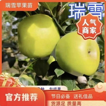 果园直发苹果树苗瑞雪维纳斯黄金澳洲青苹果王林包成活