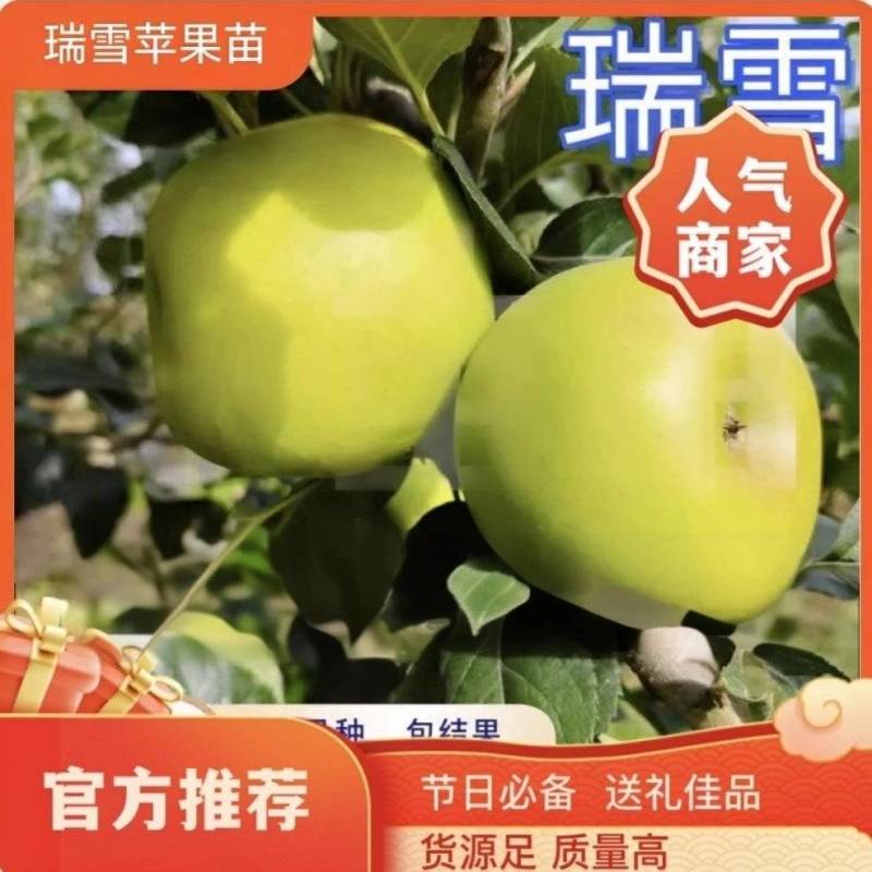 果园直发苹果树苗瑞雪维纳斯黄金澳洲青苹果王林包成活