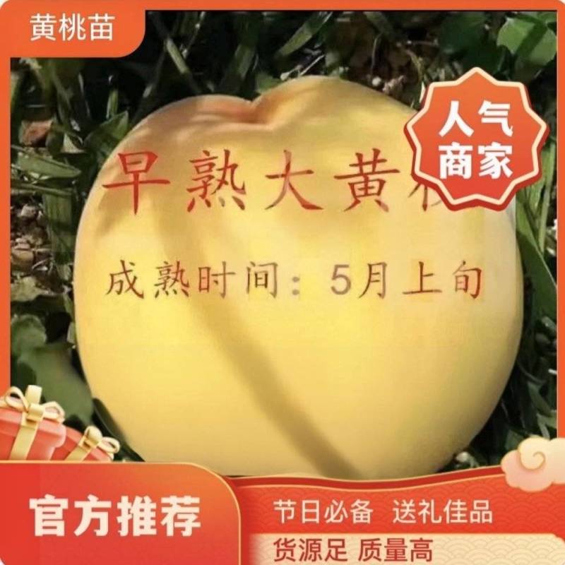 果园直发桃树苗特早熟黄金桃黄锦香桃嫁接成品包对版成活率