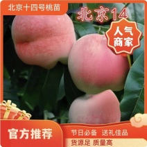 果园直发桃树苗北京14号大久保北京7号桃包品种成活率