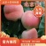 果园直发桃树苗北京14号大久保北京7号桃包品种成活率