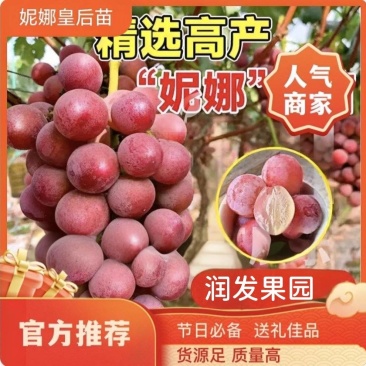 果园直发葡萄苗新品种妮娜皇后浪漫红颜包品种成活率