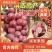 果园直发葡萄苗新品种妮娜皇后浪漫红颜包品种成活率