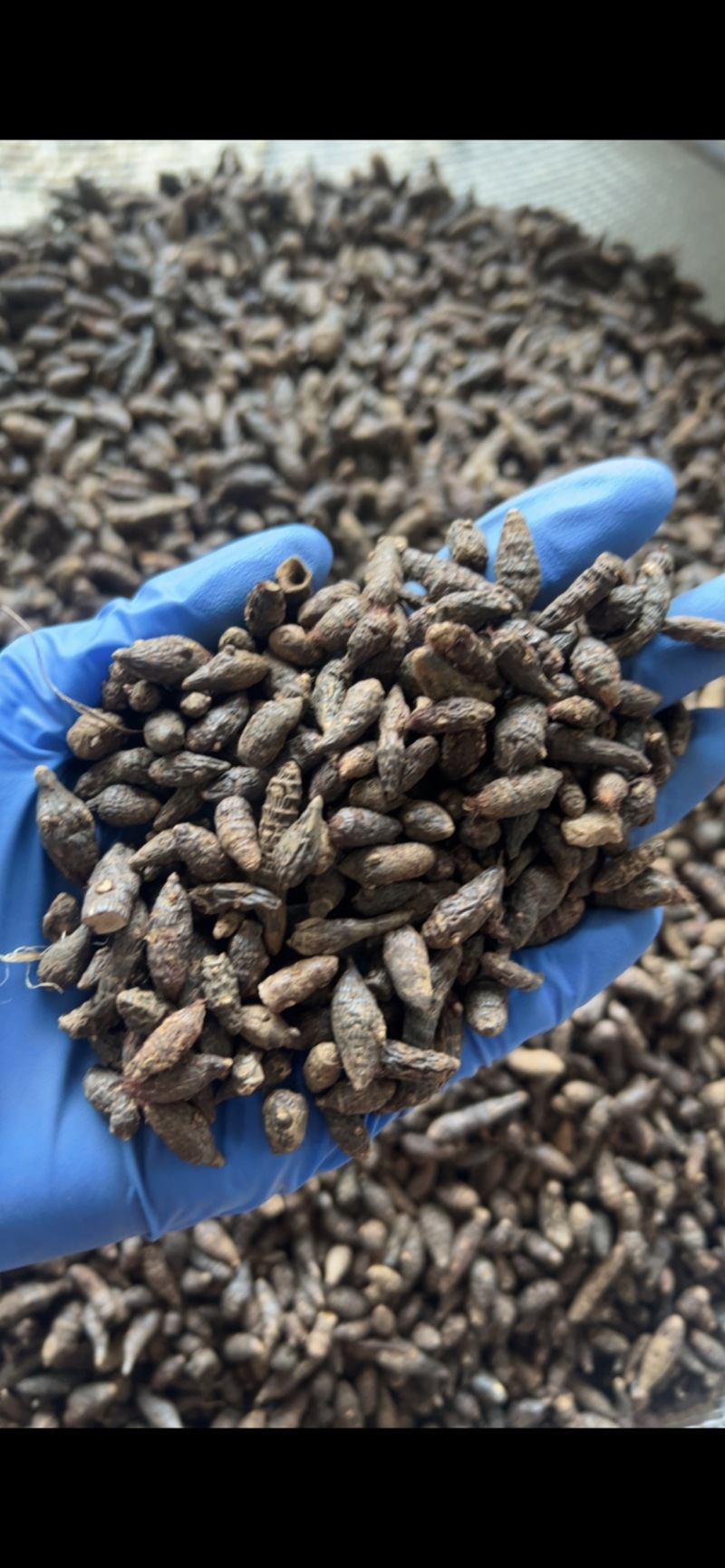 【傲宇药材】香附选装货，量大从优，品质保证