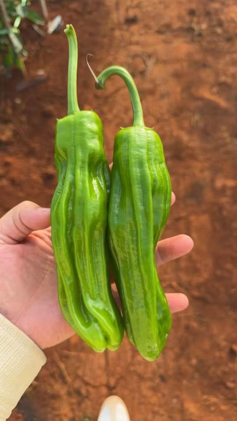 【芜湖椒】广东芜湖椒/徐闻芜湖椒/电商团购一件批发价优惠
