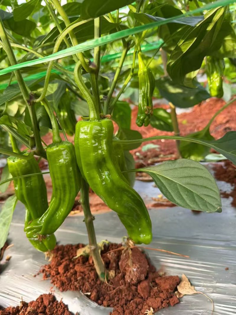 【芜湖椒】广东芜湖椒/徐闻芜湖椒/电商团购一件批发价优惠
