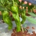 【芜湖椒】广东芜湖椒/徐闻芜湖椒/电商团购一件批发价优惠