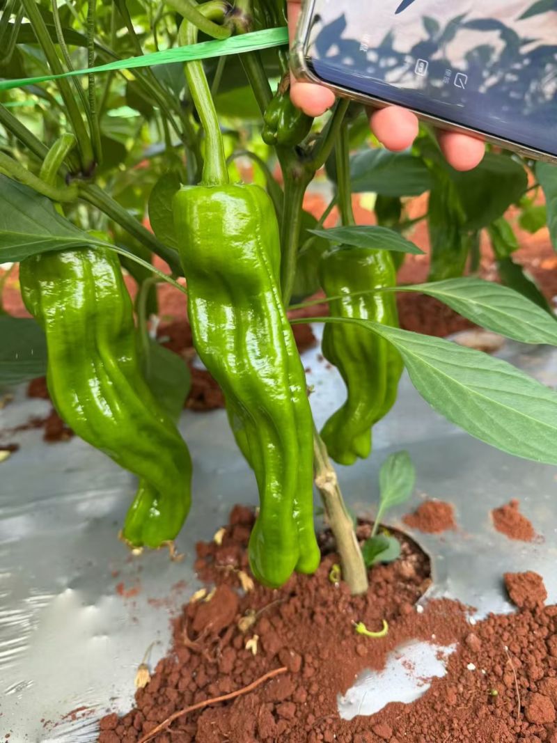 【芜湖椒】广东芜湖椒/徐闻芜湖椒/电商团购一件批发价优惠