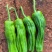 【芜湖椒】广东芜湖椒/徐闻芜湖椒/电商团购一件批发价优惠