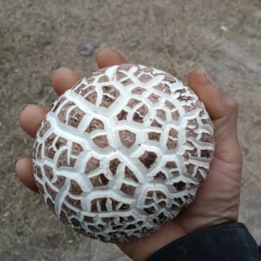 香菇菌棒