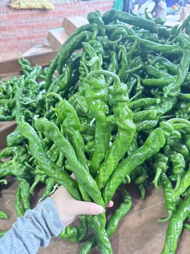 《陇椒》广东陇椒/徐闻辣椒/精选陇椒/电商团购批发价