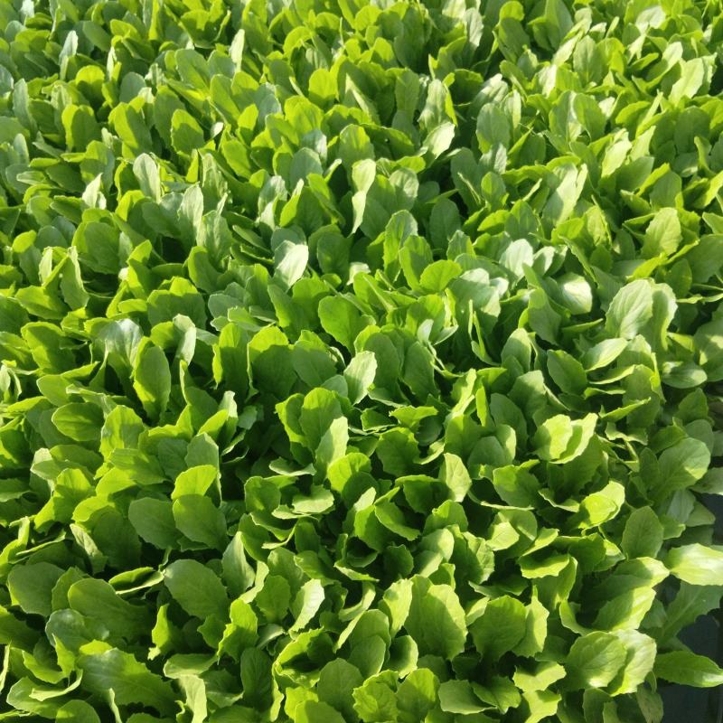 现货油麦菜苗，需要的老板欢迎定购，大量有货，量大从优。