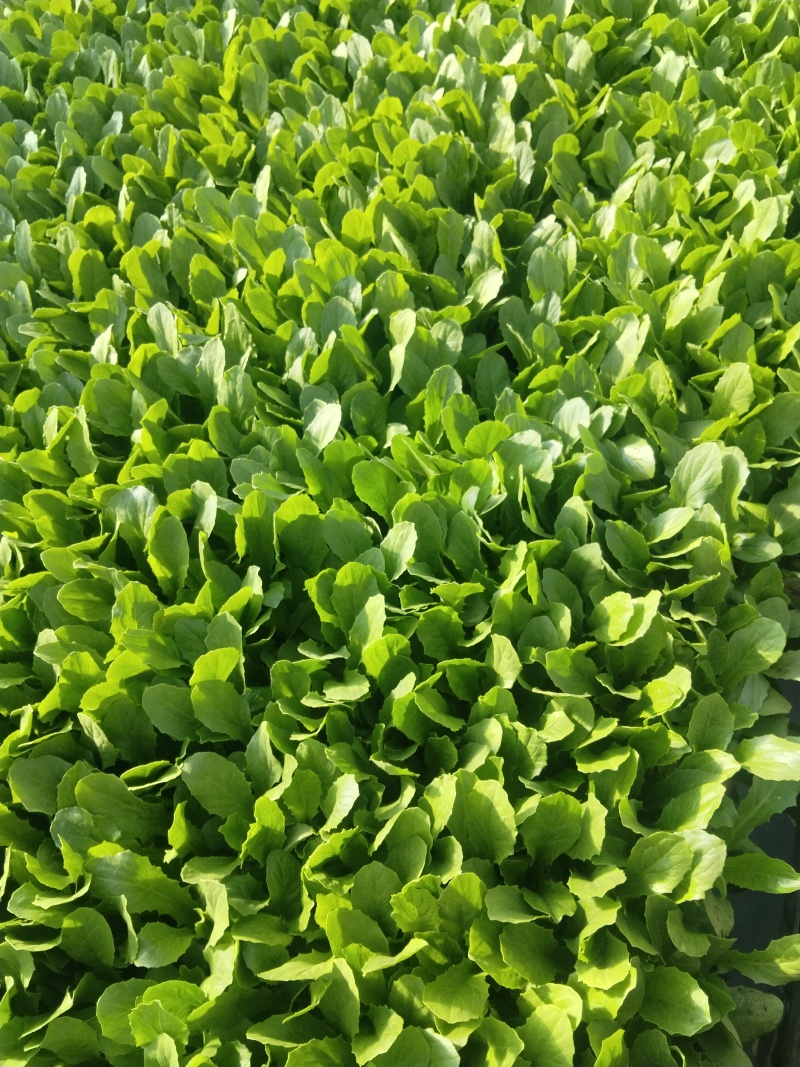 现货油麦菜苗，需要的老板欢迎定购，大量有货，量大从优。