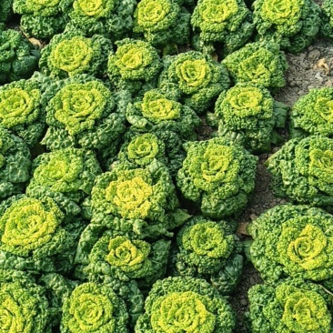 精品黄心菜大量上市
