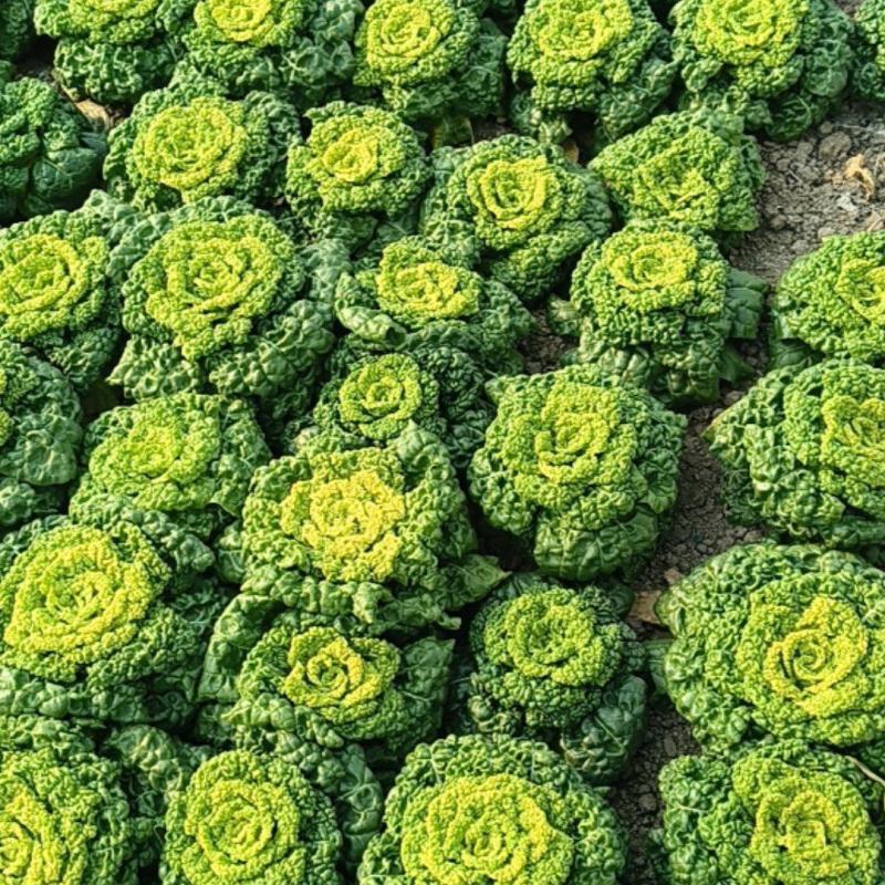 精品黄心菜大量上市