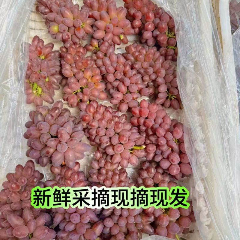 东北鸡心果！香槟小苹果！海棠果大量现货欢迎合作共赢
