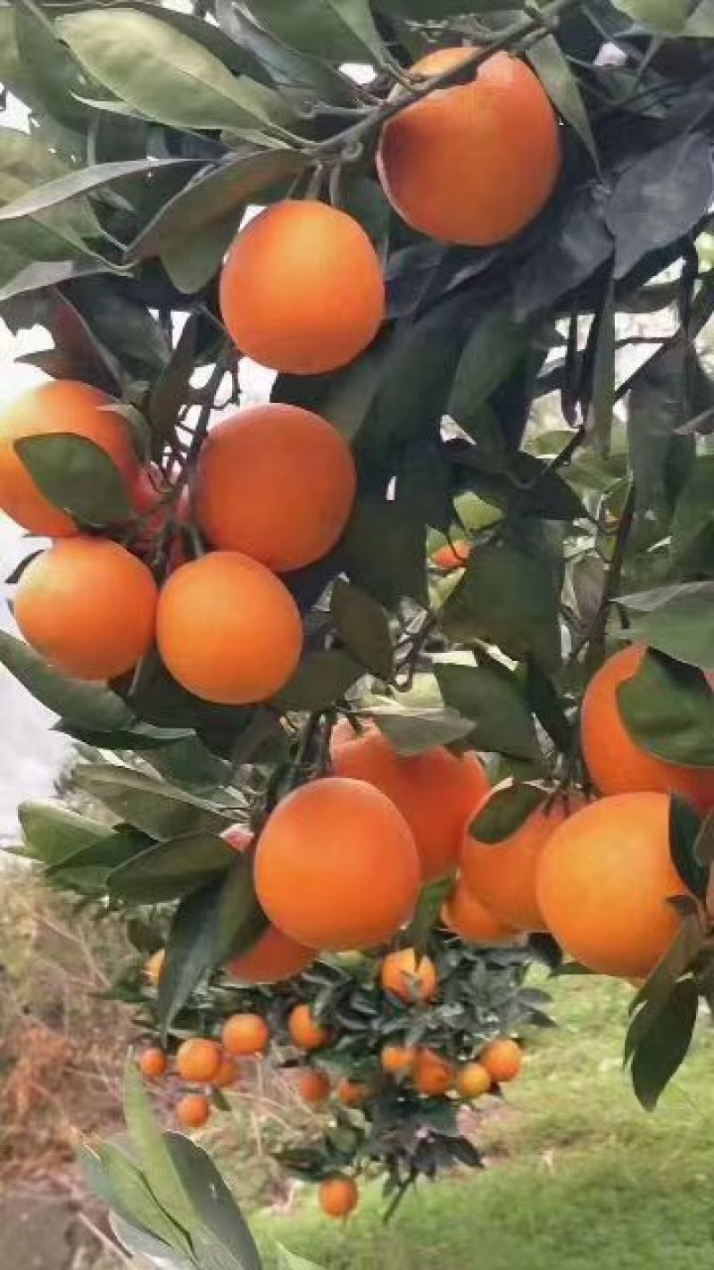 奉节脐橙（纽荷尔、长虹）产地直销，果园直采，欢迎来电咨询