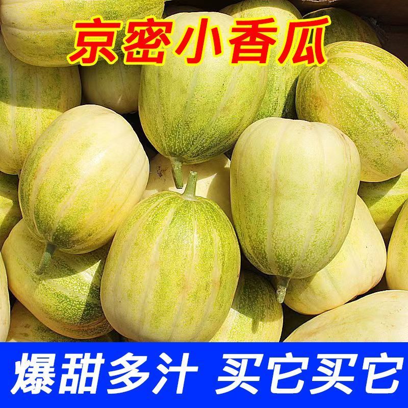 八里香，花蕾甜瓜大量现货欢迎合作共赢支持全国一件代发代购