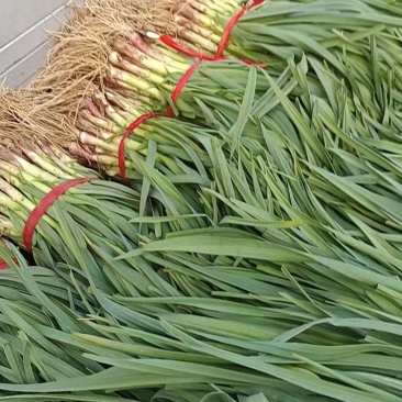 山东蒜苗精品红根蒜苗大量有货对接电商市场可视频