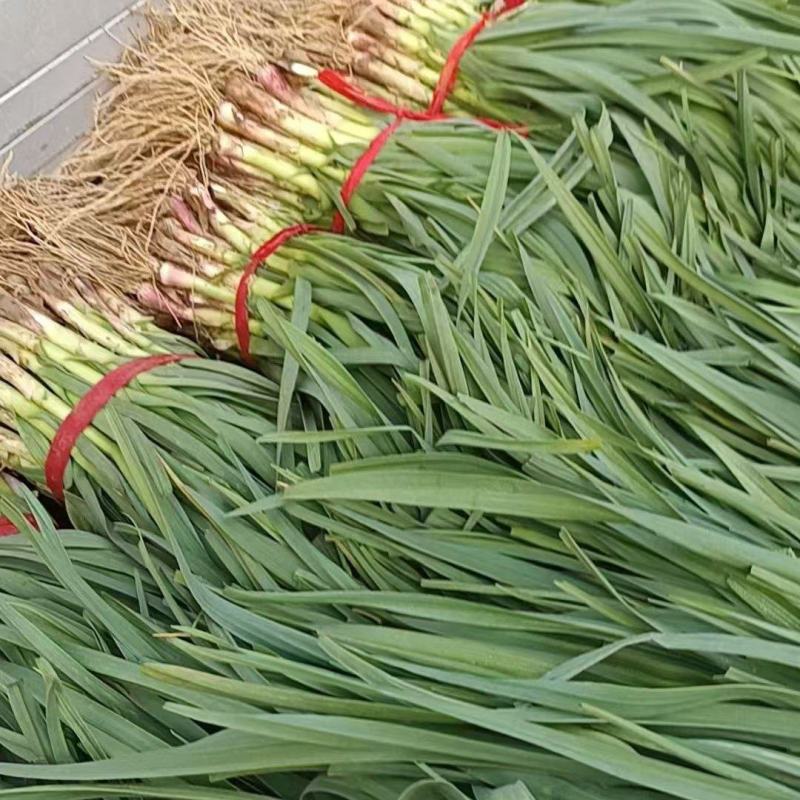 山东蒜苗精品红根蒜苗大量有货对接电商市场可视频