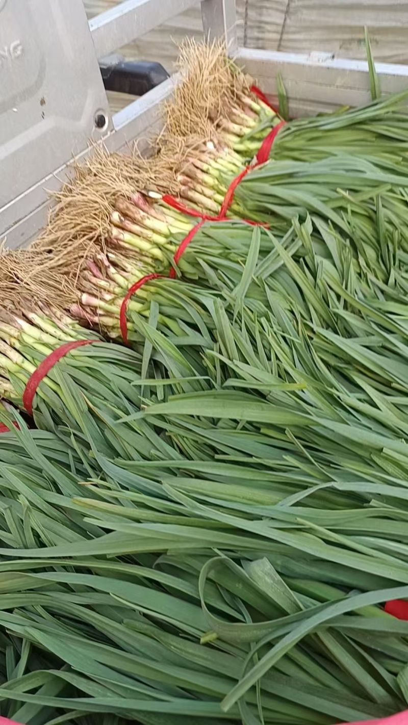 山东蒜苗精品红根蒜苗大量有货对接电商市场可视频