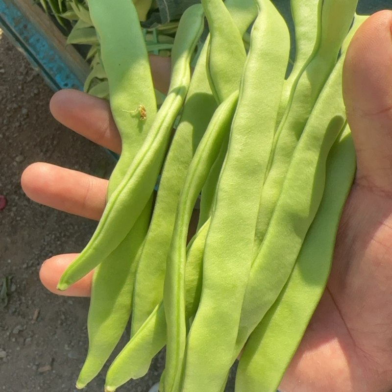 电商货扁豆