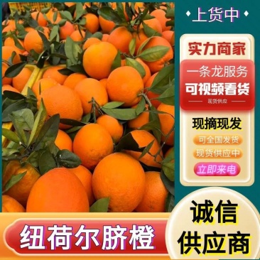 【纽荷尔脐橙】广西橙子/产地直发/现货随装/大吨位供应中