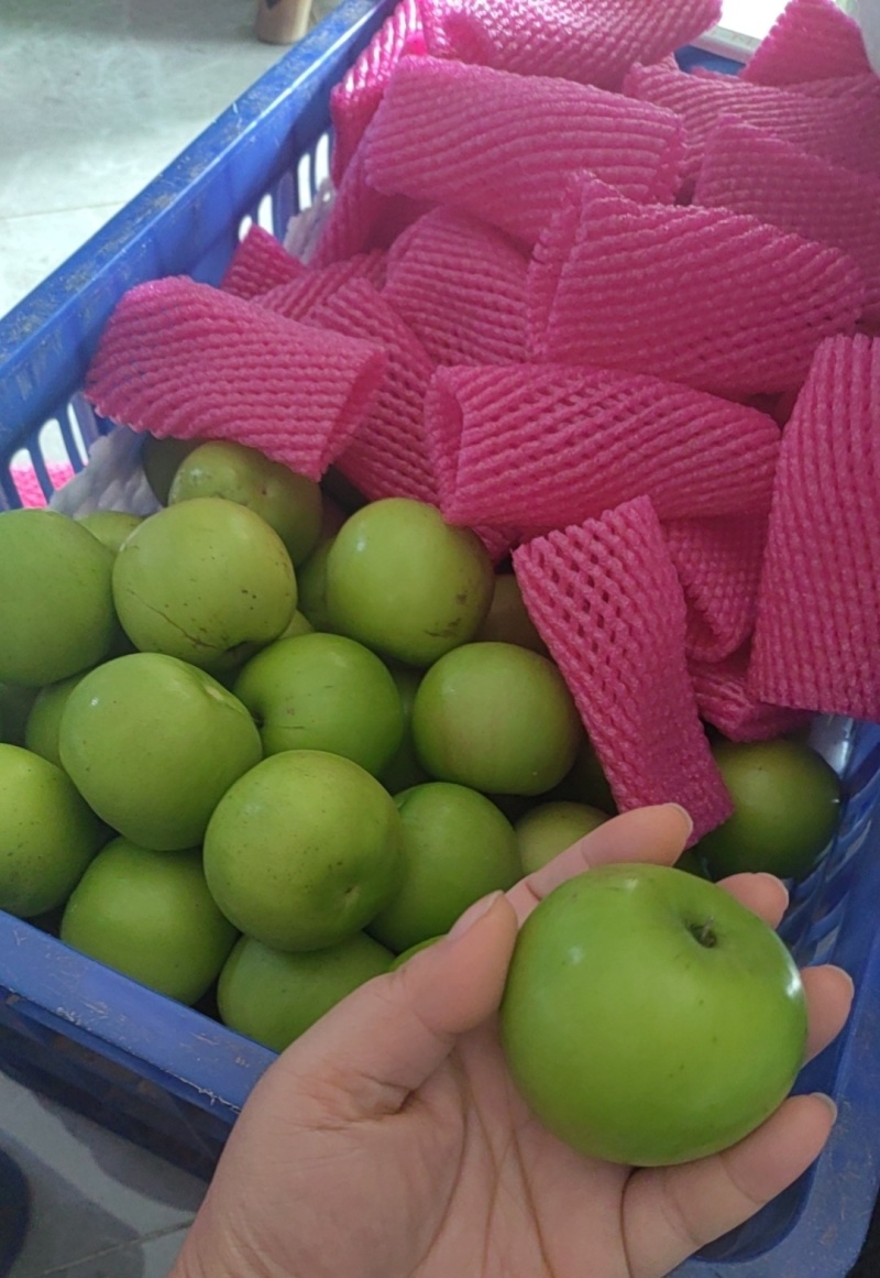 西双版纳苹果枣