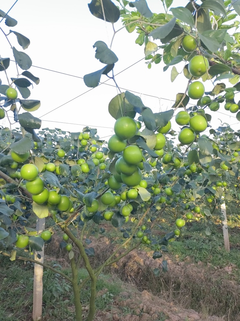 西双版纳苹果枣