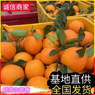 《精选》纽荷尔脐橙/广西橙子/基地现摘现发/可全国发货