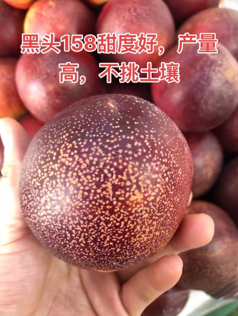 黑炭头158油桃苗黑头麻点油桃树苗高糖不裂果保证