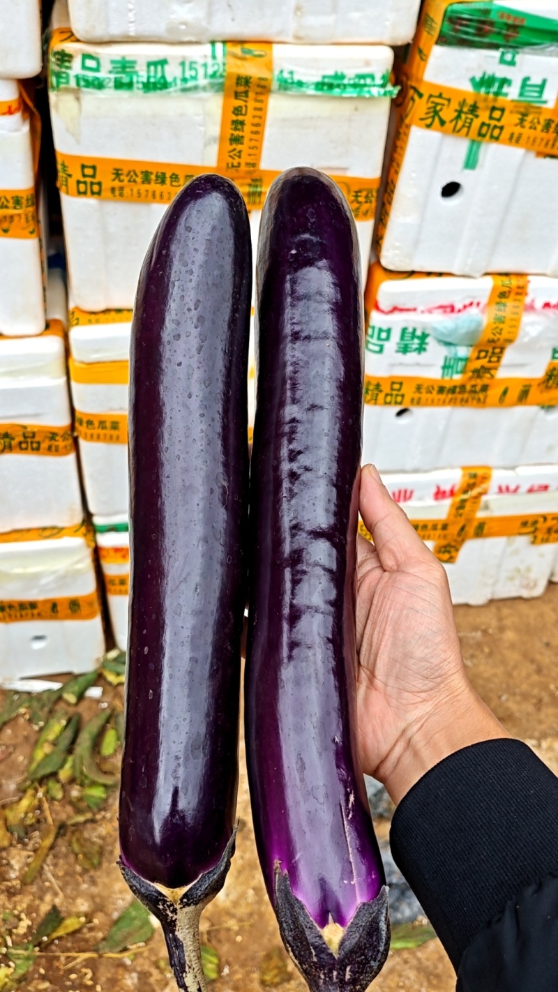 紫长茄，烧烤茄，湛江货大量上市，价格便宜，老板来。