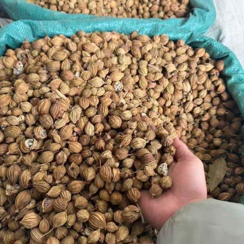 香砂，足干，颜色好（下单前先联系卖家）