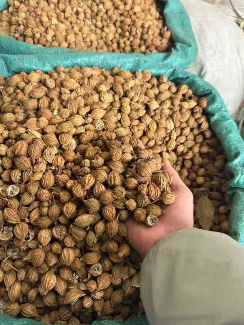 香砂，足干，颜色好（下单前先联系卖家）