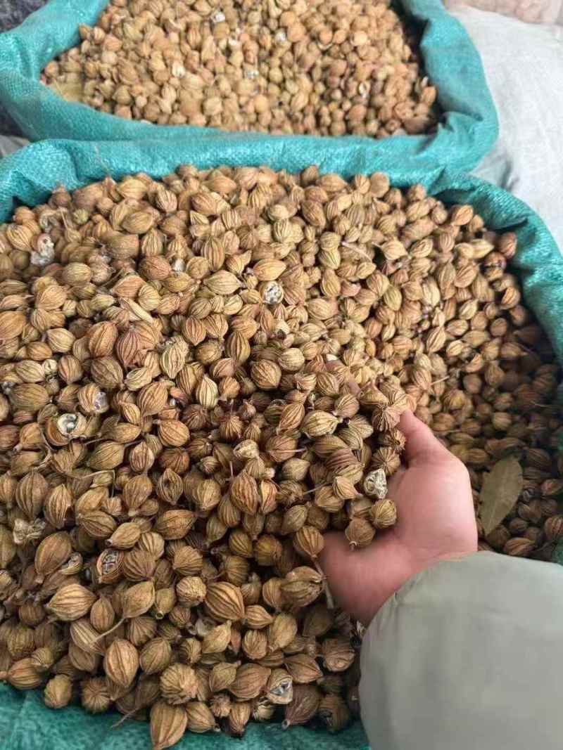 香砂，足干，颜色好（下单前先联系卖家）
