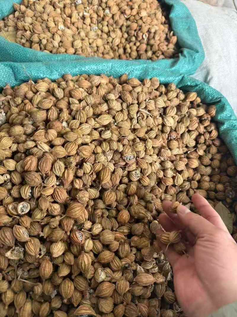 香砂，足干，颜色好（下单前先联系卖家）