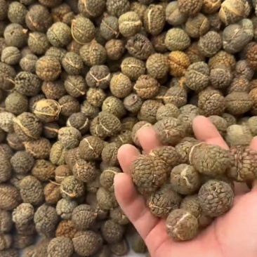 草蔻精品饮片厂专用（下单前先联系卖家）