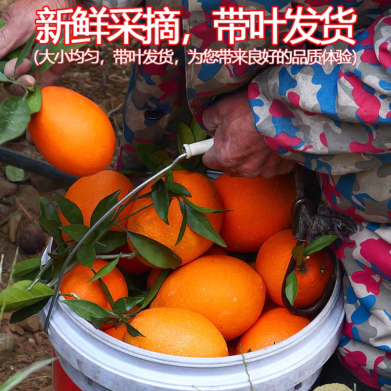 重庆纽荷尔脐橙大量上市香甜多汁规格齐全直发全国